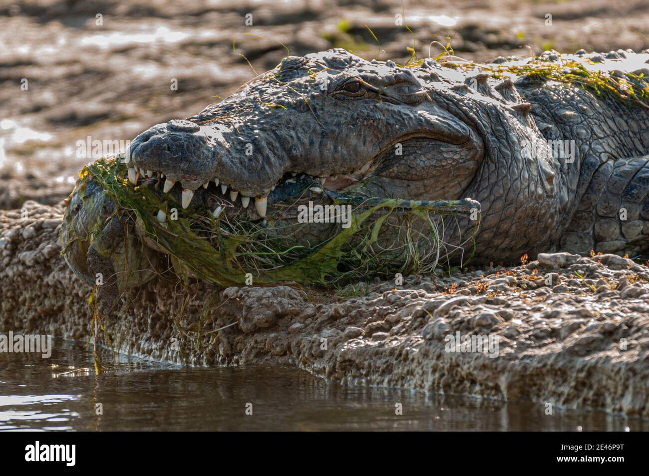 Agra, Uttar Pradesh, India - February 18, 2011: Chambal river. Closeup of huge crocodile with gharial in its mouth. Head of gharial in front. Stock Photo