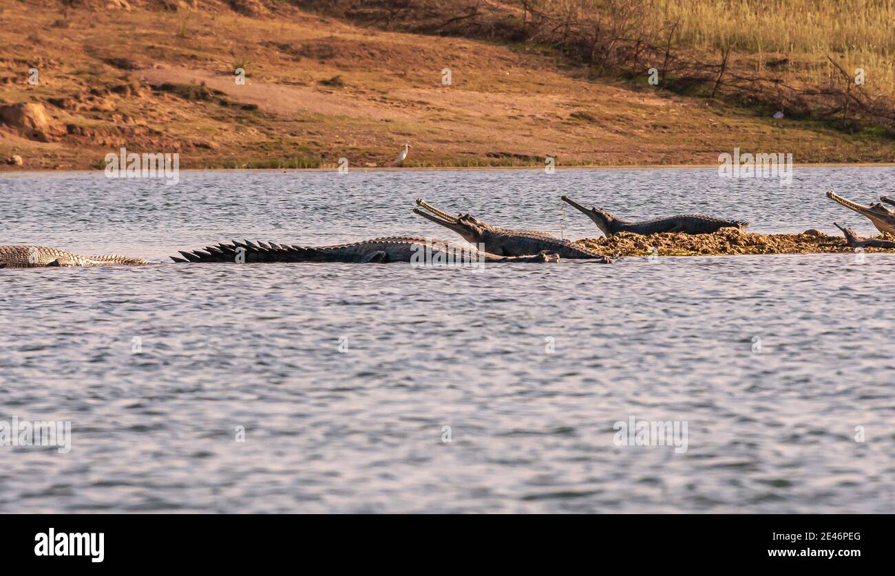Agra, Uttar Pradesh, India - February 18, 2011: Chambal river. Gharial crocodiles looking out over blue river from their brown dirt island. Brown shor Stock Photo