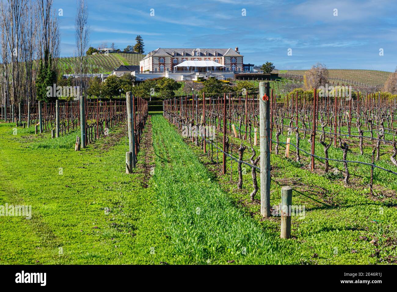 French-style chateaux winery and grapevines reenergizing during a mid-January sunny afternoon. Stock Photo