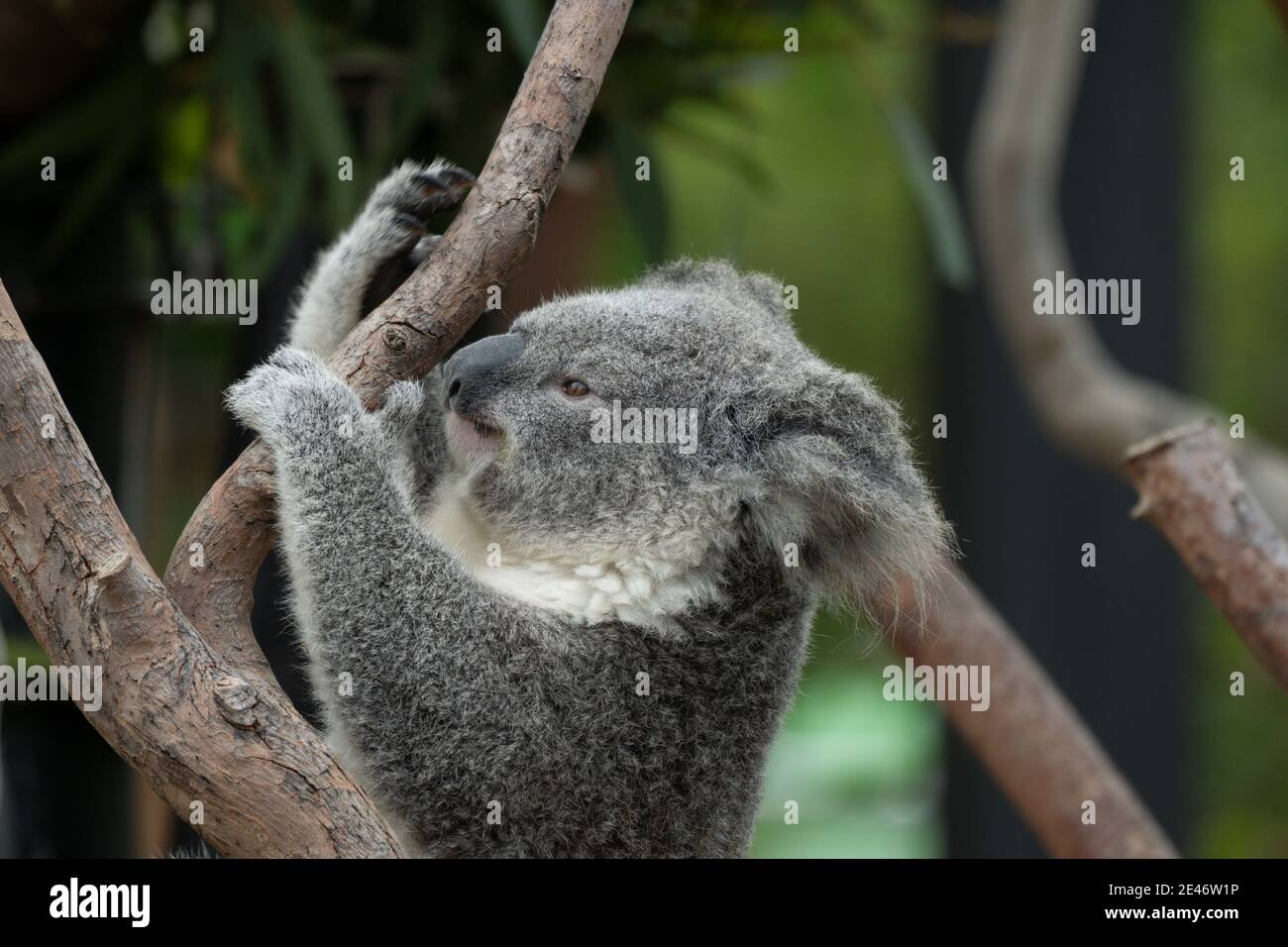 Koala (Phascolarctos cinereus), a thickset arboreal marsupial herbivore
