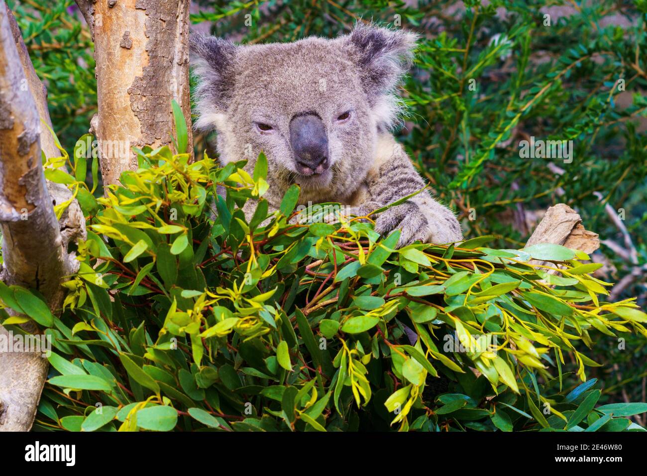 Koala eating leaves hi-res stock photography and images - Alamy