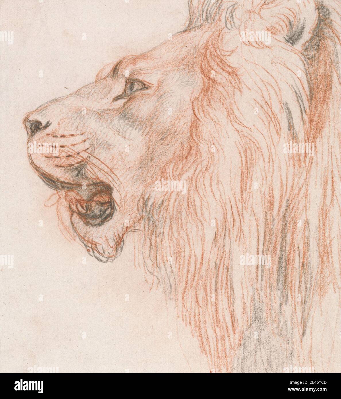 Unknown artist, 18th century19th century, Head of a Male Lion, undated