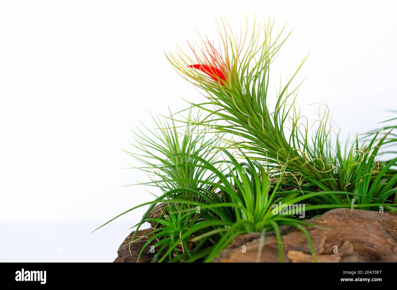 Air plant - Tillandsia funckiana with red color flower plant in wooden log. Stock Photo