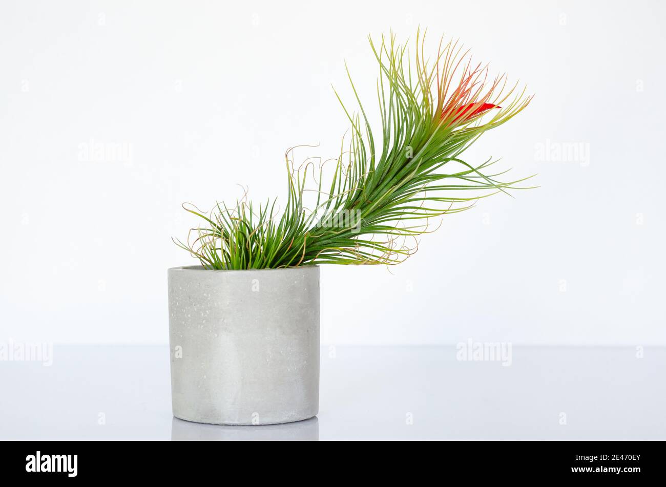 Air plant - Tillandsia funckiana with red color flower plants in cylinder pot. Stock Photo