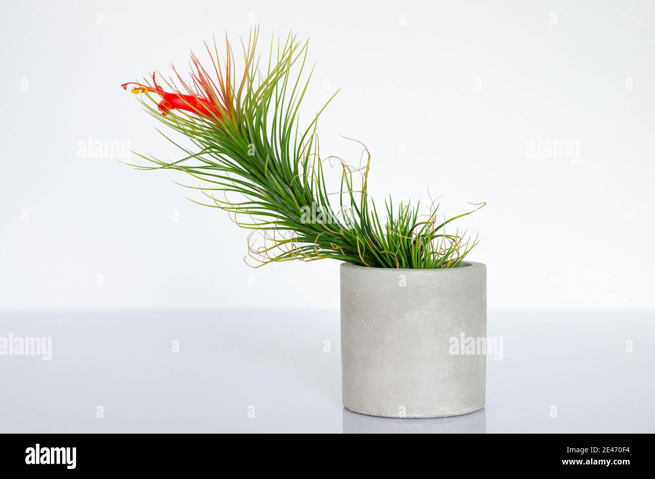 Air plant - Tillandsia funckiana with red color flower and pollen plants in cylinder pot. Stock Photo