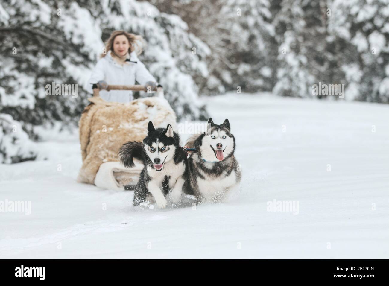 The girl rides on a sled on a sled with Siberian huskies in the winter forest. Pet. Husky. Husky art poster, Husky print, Stock Photo