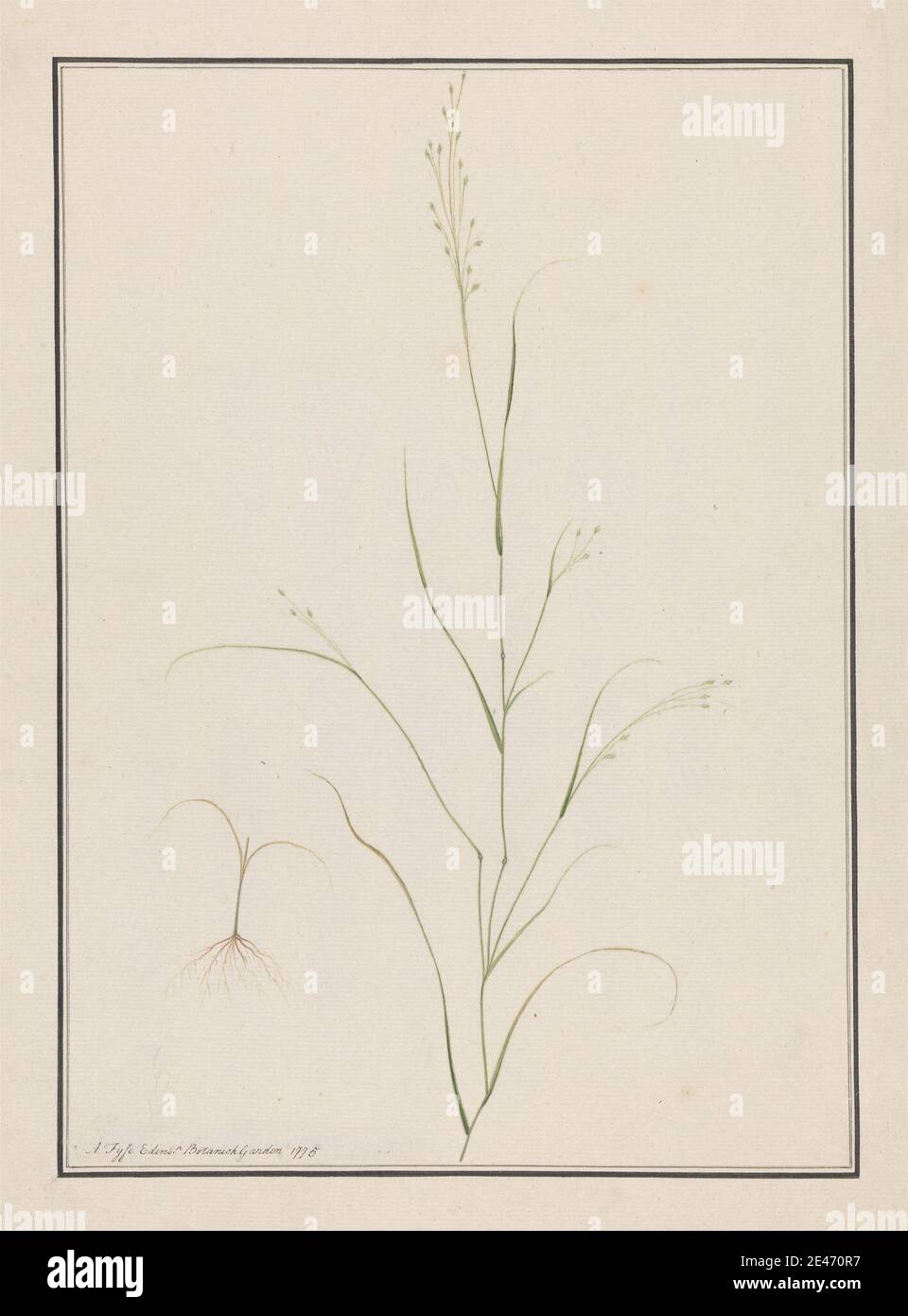 Andrew Fyfe, 1752–1824, British, Eragrostis Tef, 1775. Watercolor on moderately thick, slightly textured, cream, laid paper.   botanical subject , grass , plant Stock Photo