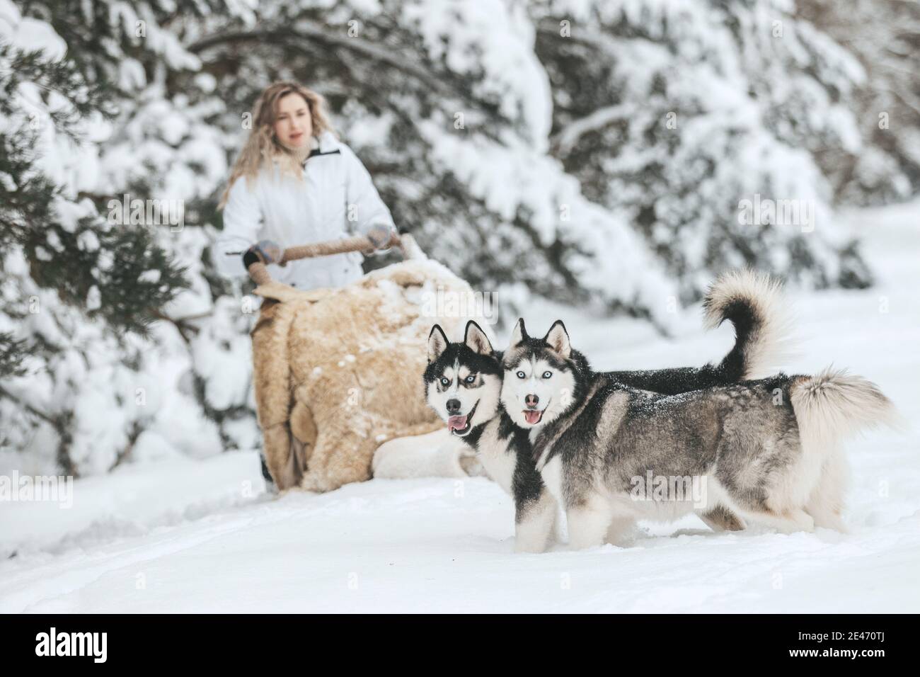 The girl rides on a sled on a sled with Siberian huskies in the winter forest. Pet. Husky. Husky art poster, Husky print, Stock Photo