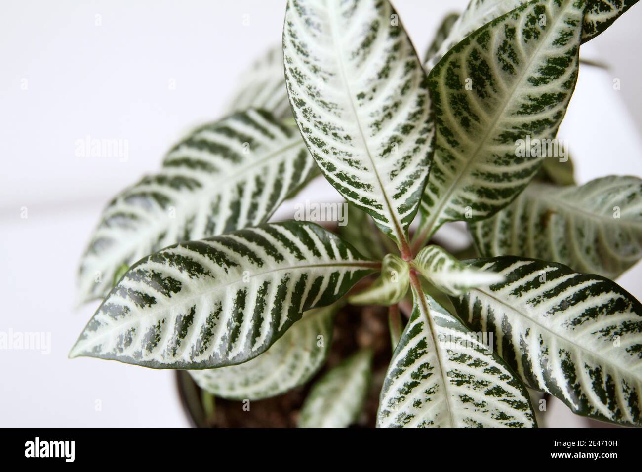 Close up of zebra plant. Stock Photo