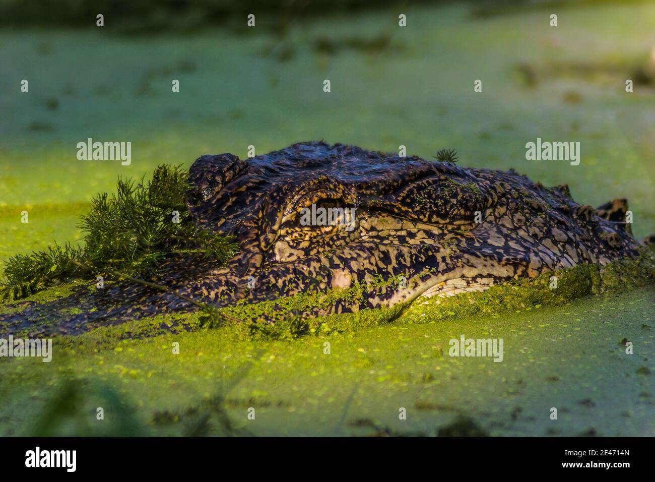 Alligator (Alligator mississippiensis) Swimming Through The Duck Weed, Brazos Bend State Park, Needeville, Texas, USA Stock Photo