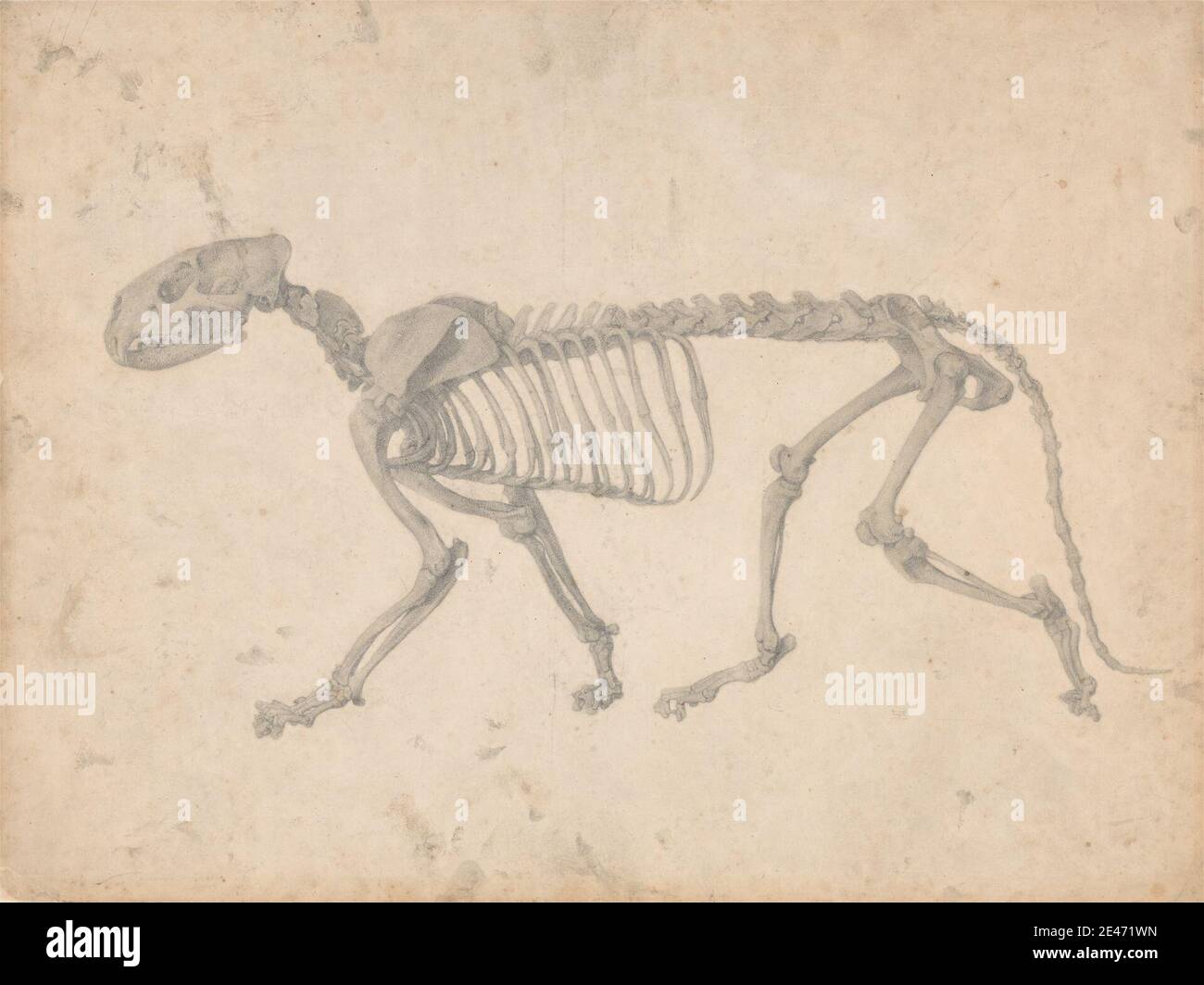 The bones of the tiger ( Panthera tigris (L.)) skeleton. a. Most