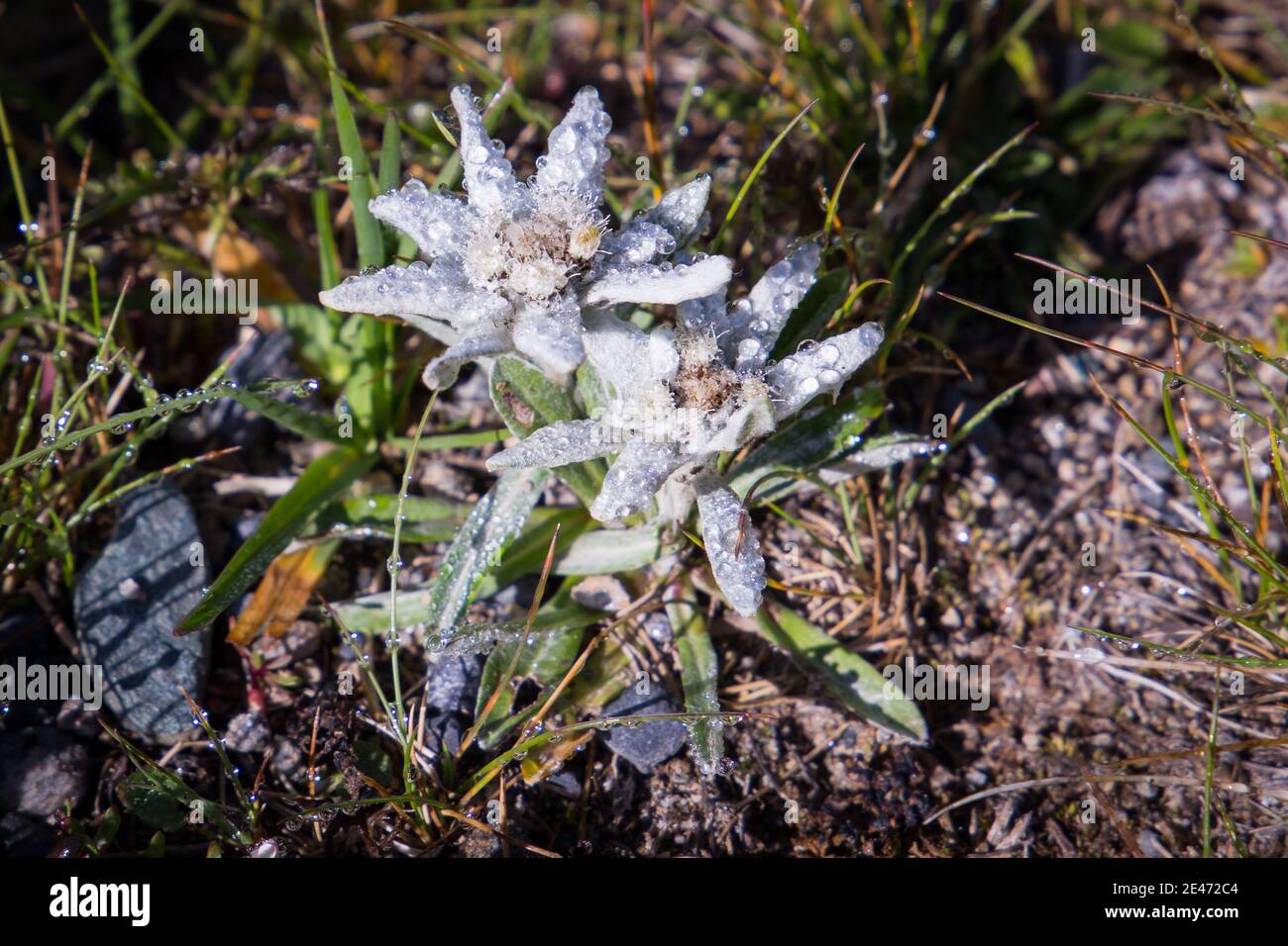 Beautiful Edelweiss flowers on a mountain Stock Photo