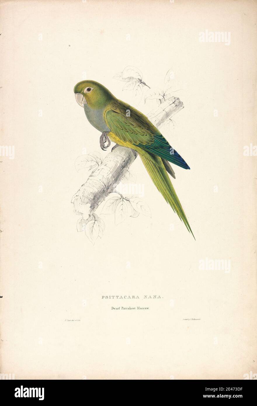Edward Lear, 1812–1888, British, Psittacara Naria / Dwarf Parrakeet Maccaw (Plate 12), 1832. Hand colored lithograph printed in black on heavy wove paper. Public Domain Stock Photo