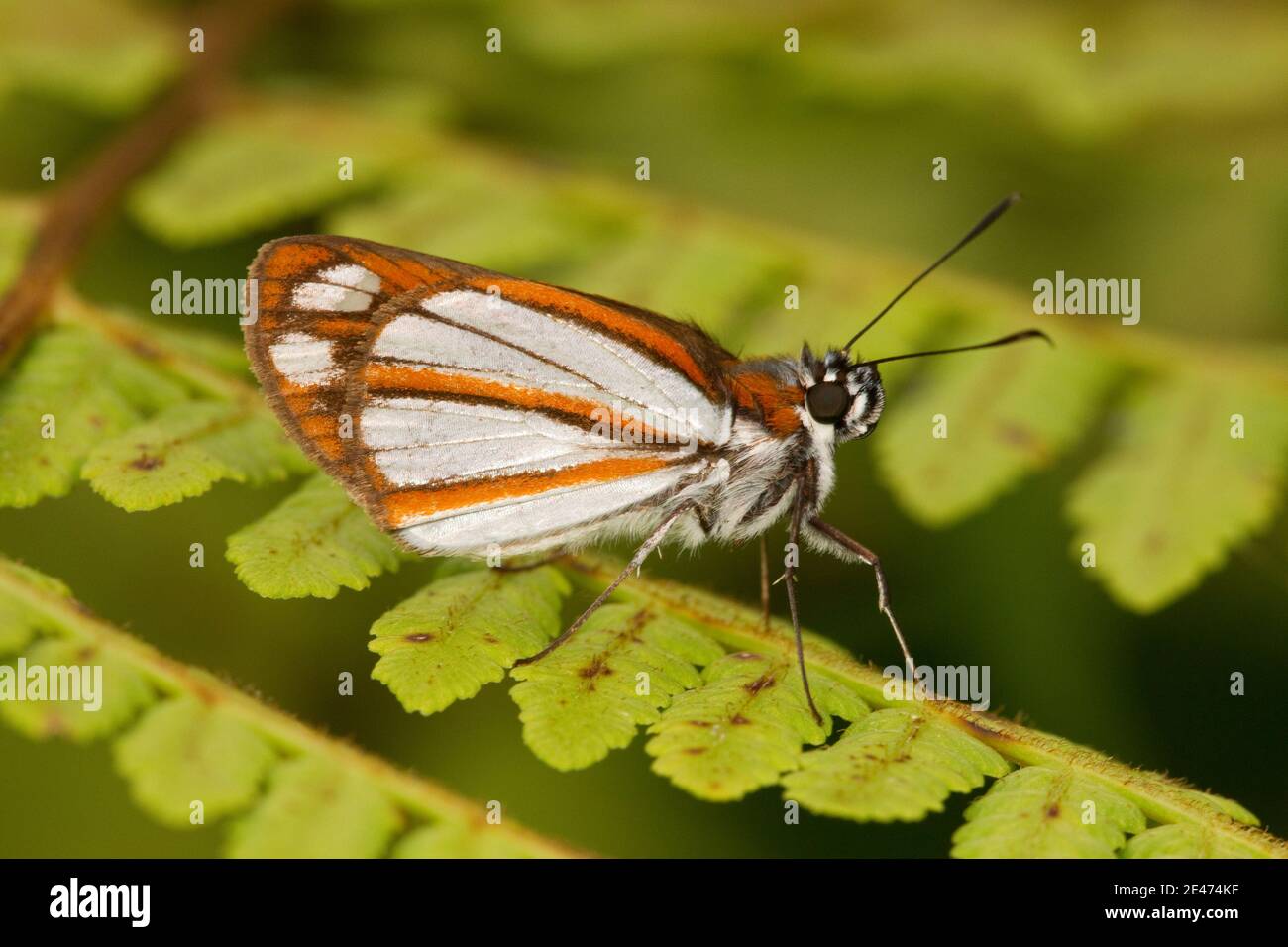 Skipper Butterfly, Vettius coryna, Hesperiidae. Ventral view. Stock Photo