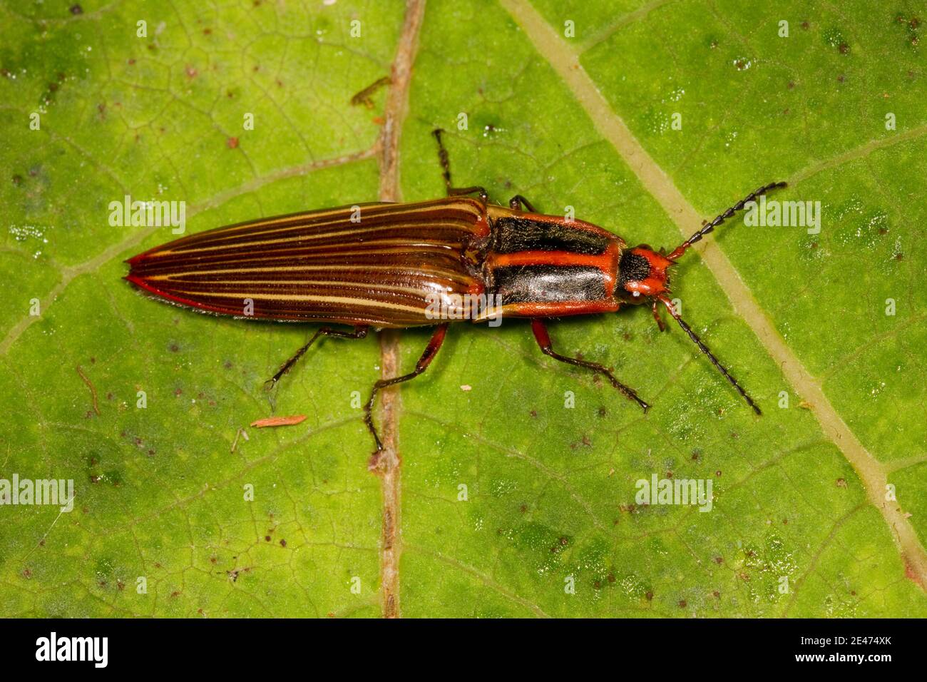Unidentified Click Beetle, Elateridae. Stock Photo