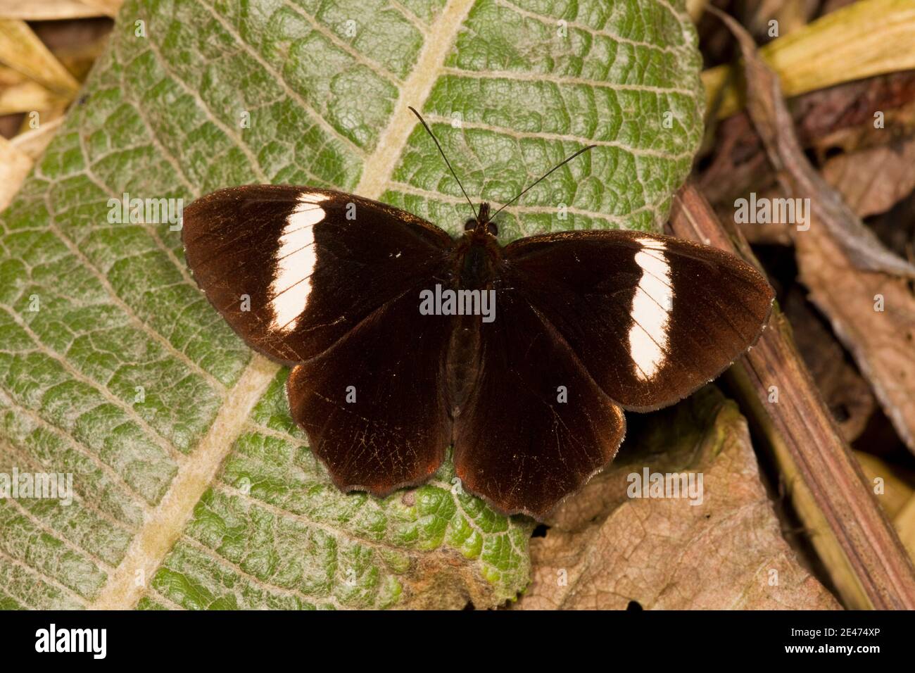 Satyr Butterfly, Pedaliodes peucestas, Nymphalidae. Stock Photo