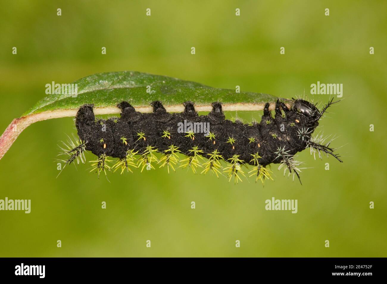 Silk Moth larva, Leucanella lynx, Saturniidae. Stock Photo