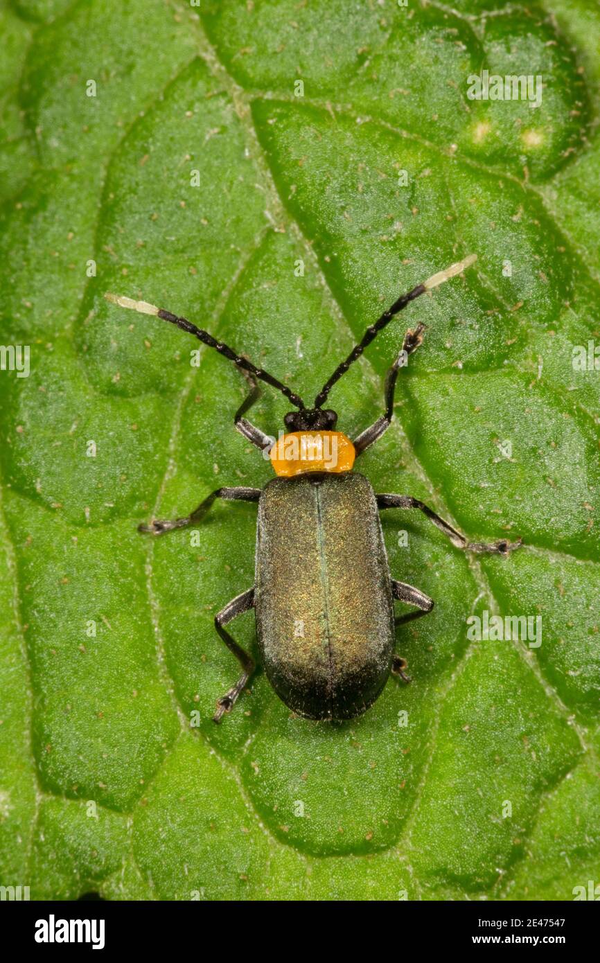 Unidentified Leaf Beetle, Chrysomelidae. Stock Photo