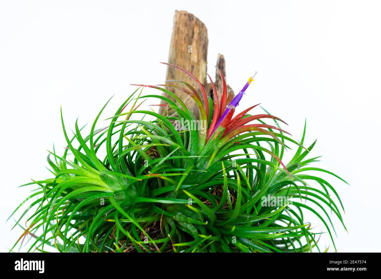 Air plant - Tillandsia with its flower on white background. Stock Photo
