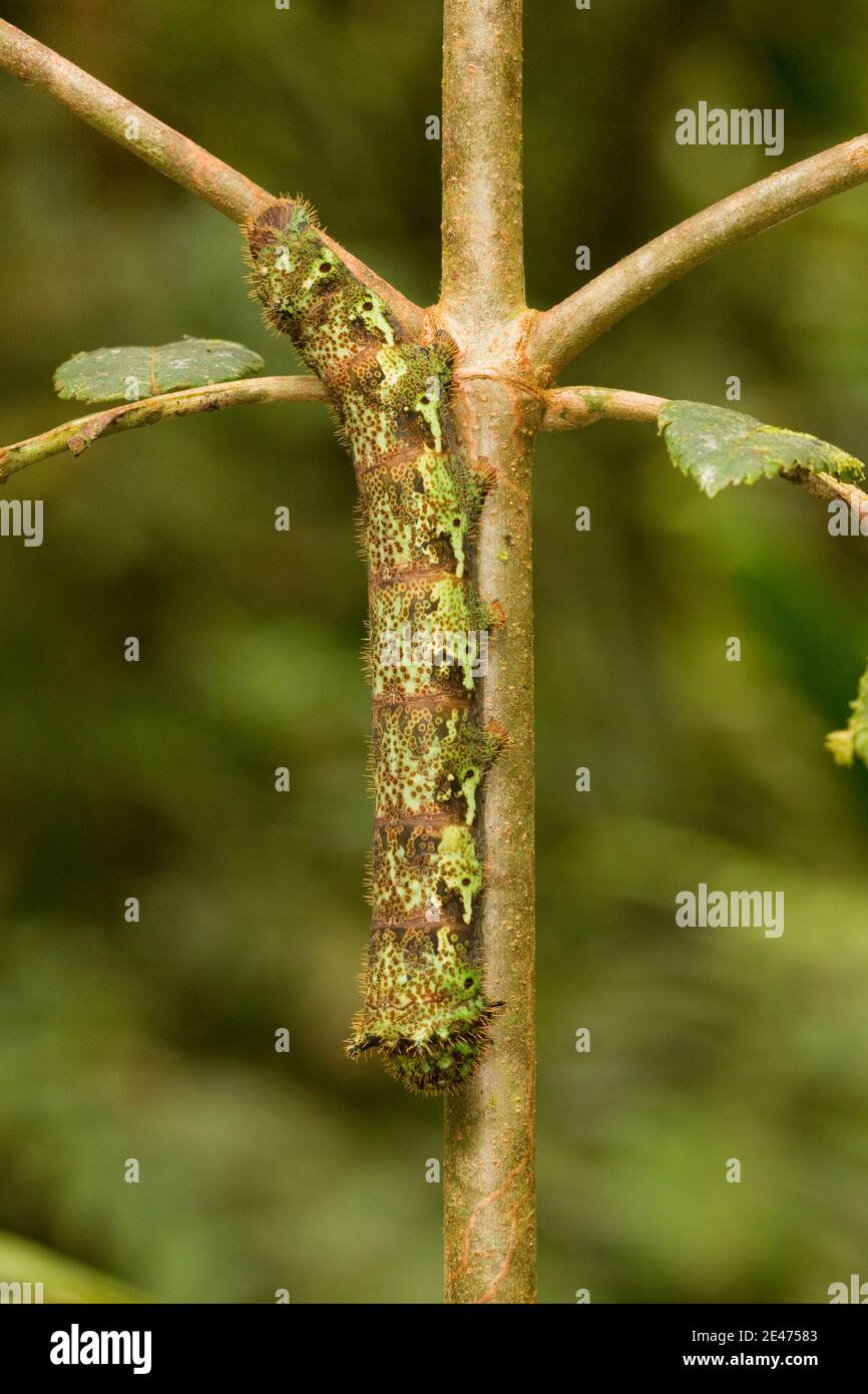 Saturniidae moth caterpillar hi-res stock photography and images - Alamy