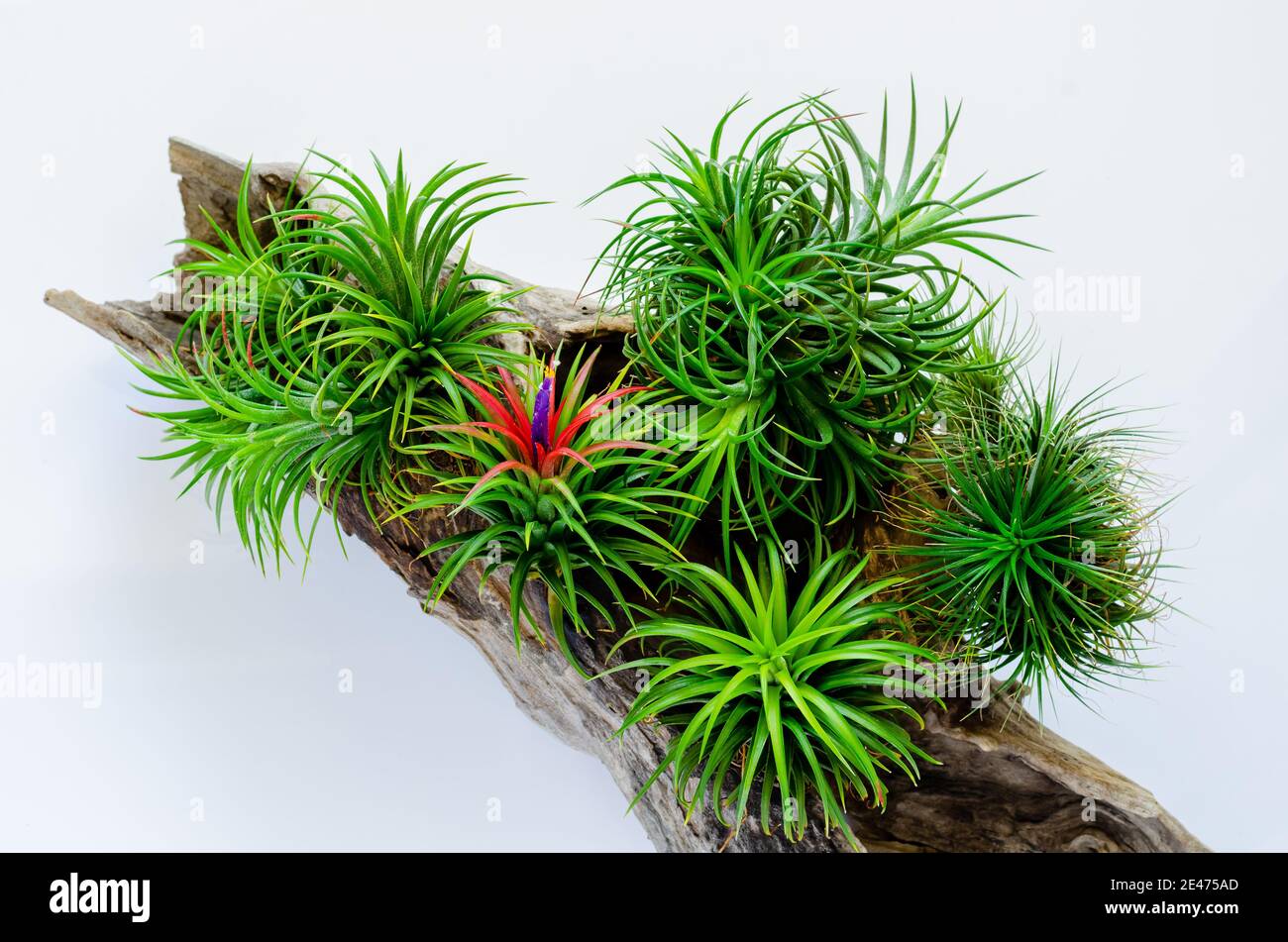 Air plant - Tillandsia with its flower plants in wooden log on white background. Stock Photo