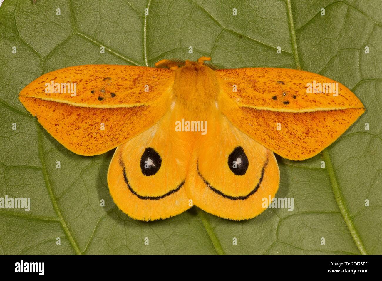 ilk Moth male, Automeris unifasciatus, Saturniidae. Stock Photo
