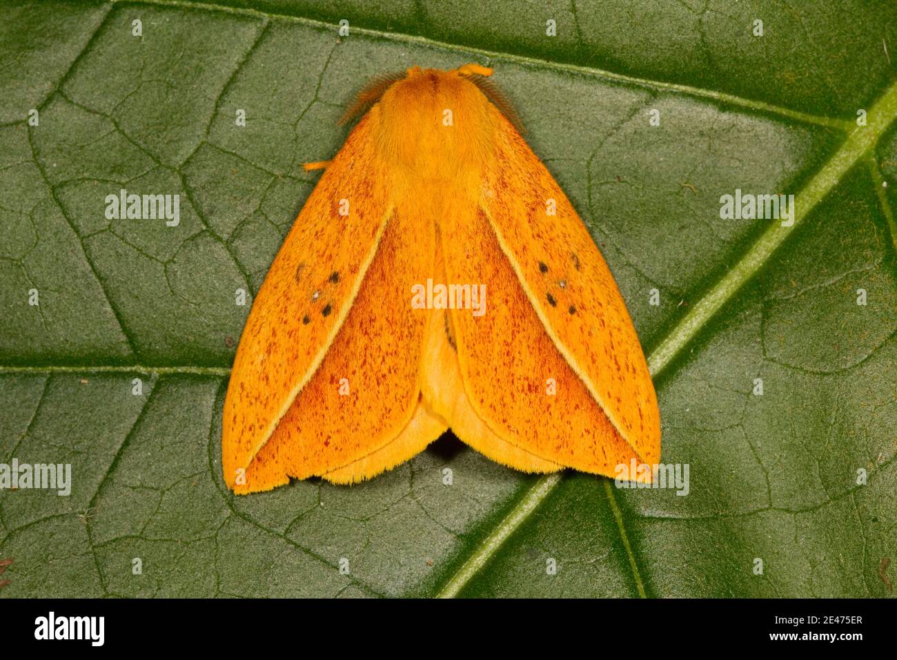 ilk Moth, Automeris unifasciatus, Saturniidae. Stock Photo