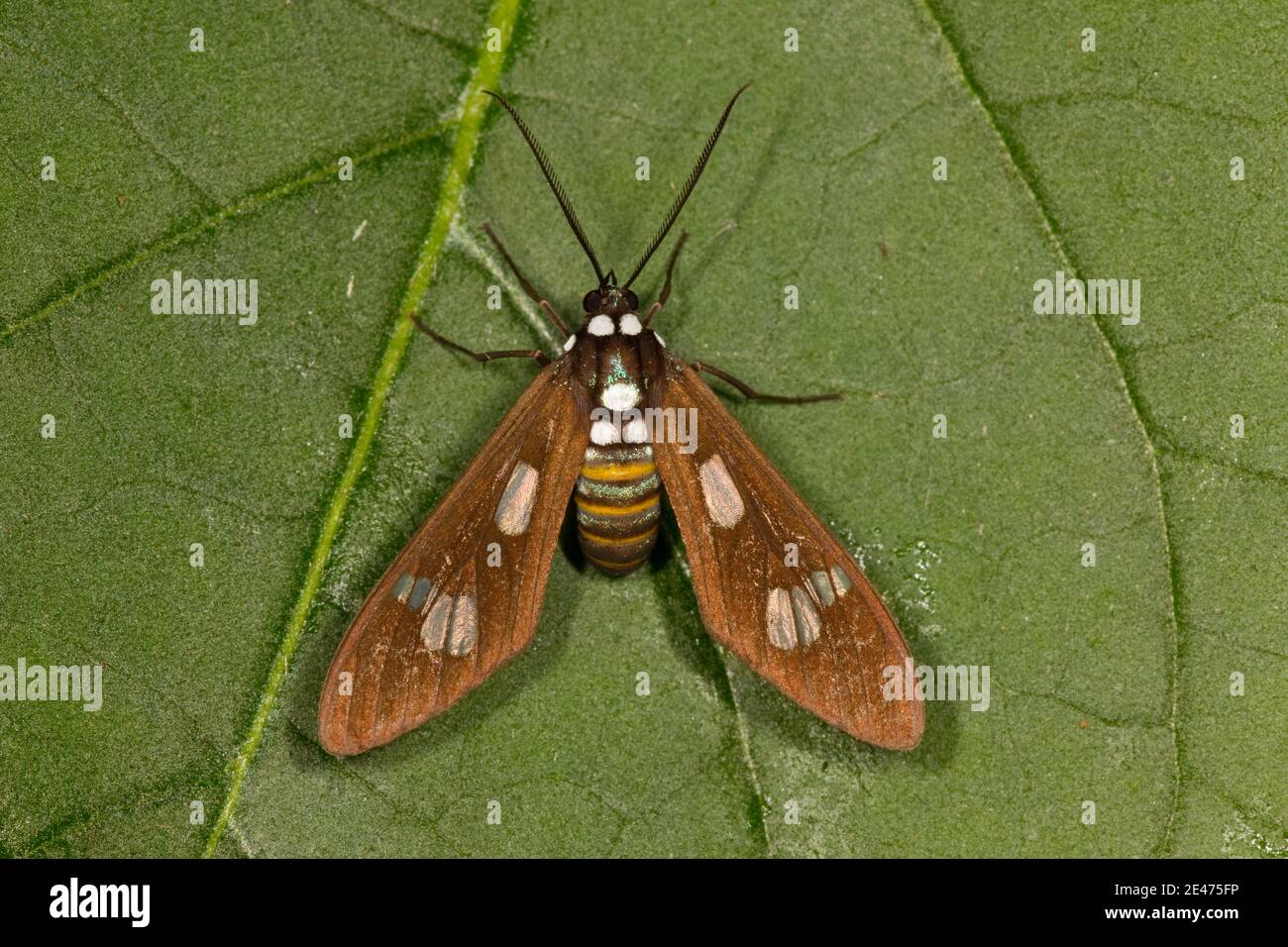 Unidentified Wasp Moth, Arctiidae. Stock Photo