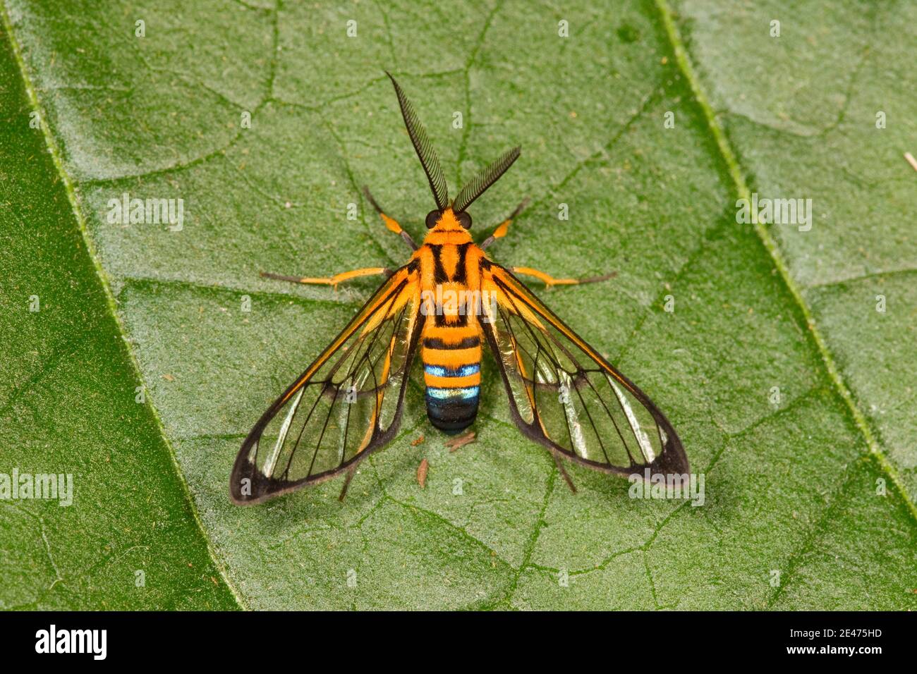 Unidentified Sapphire-tailed Clearwing Moth, Loxophlebia nomia?, Arctiidae. Stock Photo