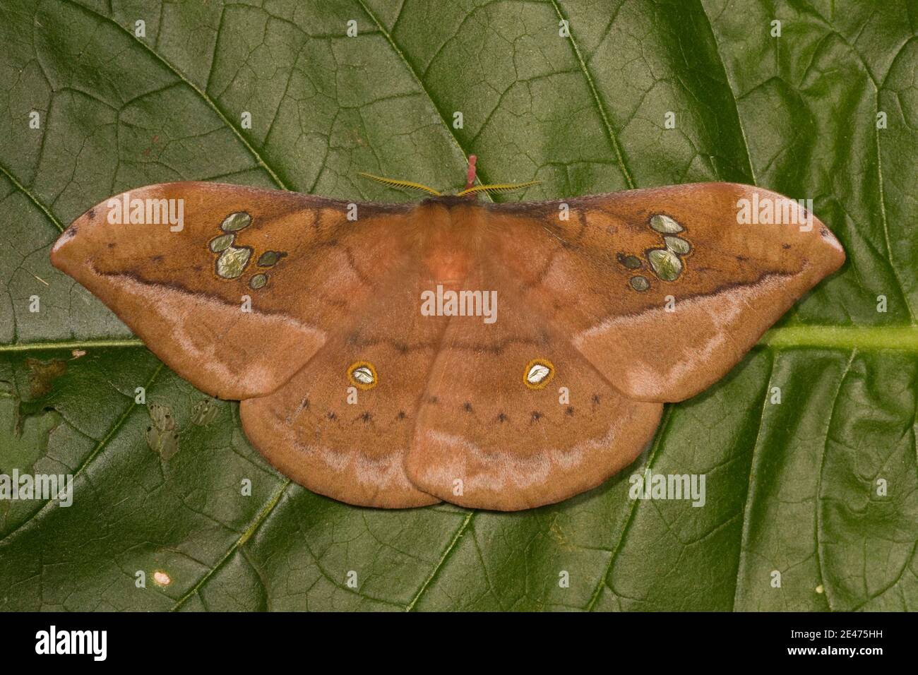 Unidentified Silk Moth, Copaxa sp.?, Saturniidae. Stock Photo