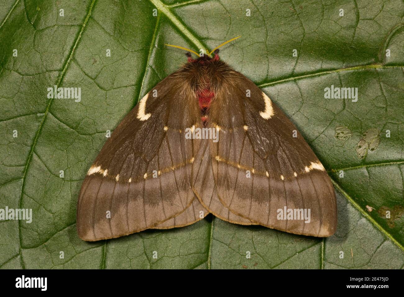 Unidentified Silk Moth female, Saturniidae. Stock Photo