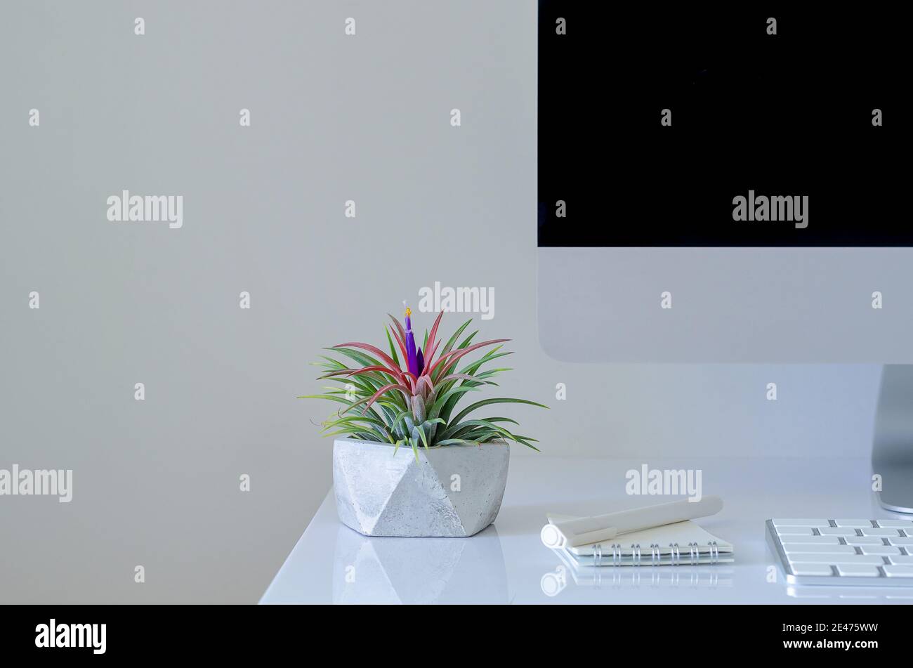 Air plant Tillandsia plants in modern pot put on desk with modern