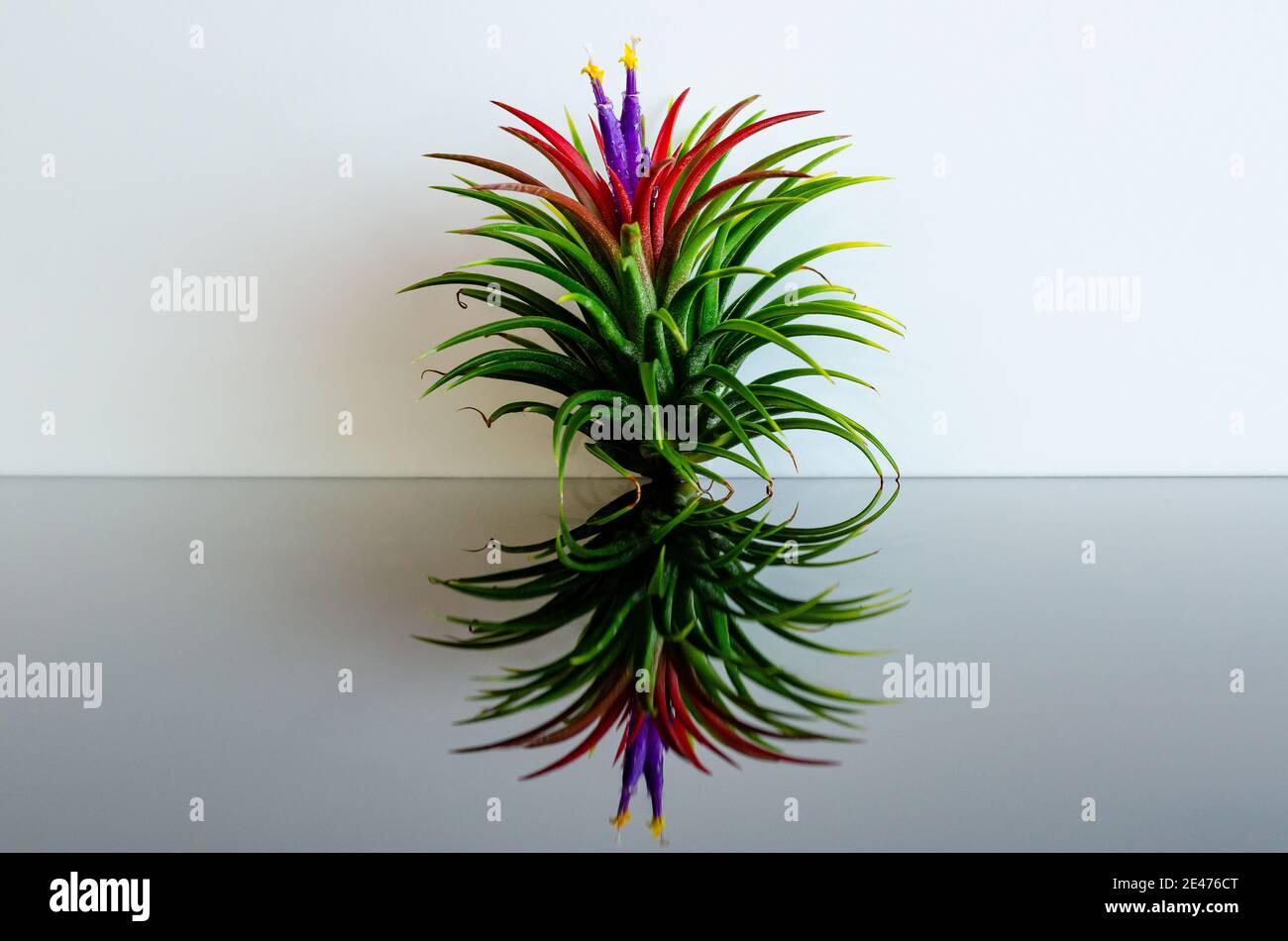 Air plant - Tillandsia with its flower puts on white and black background. Stock Photo