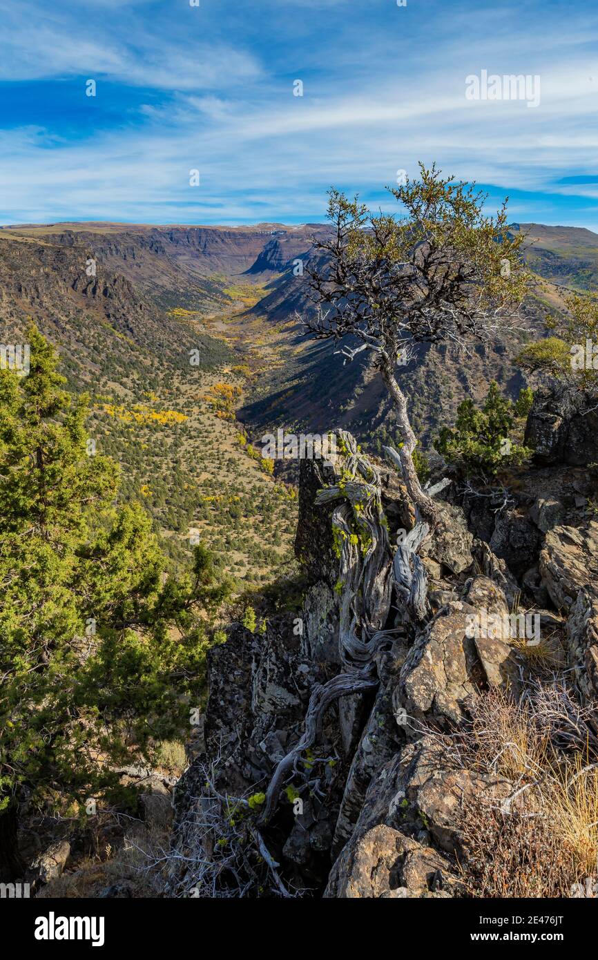 Curlleaf Mountain Mahogany, Cercocapus ledifolius, at Big Indian Gorge overlook on Steens Mountain, Oregon, USA Stock Photo
