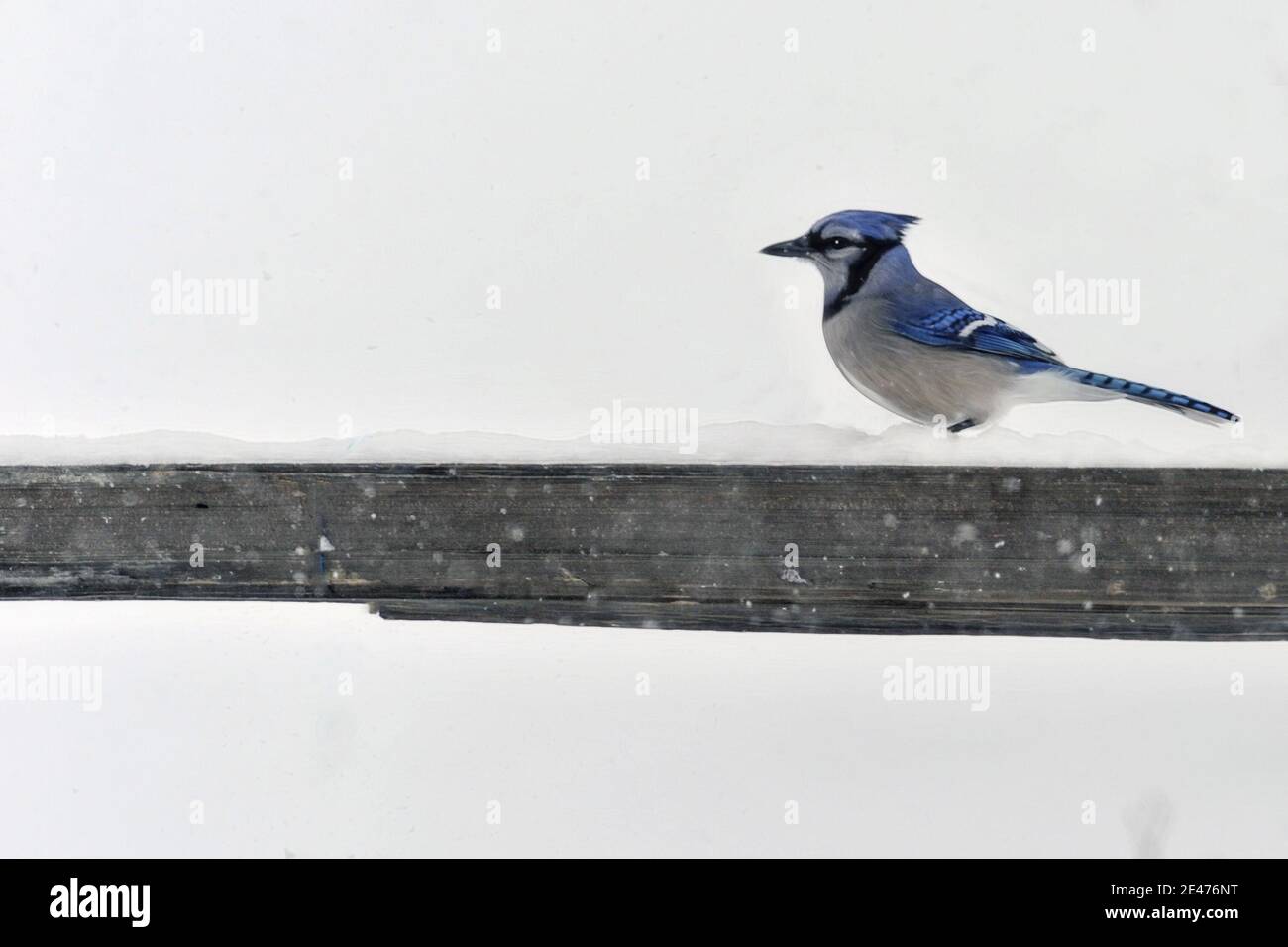 Blue Jay on fence post in winter Stock Photo