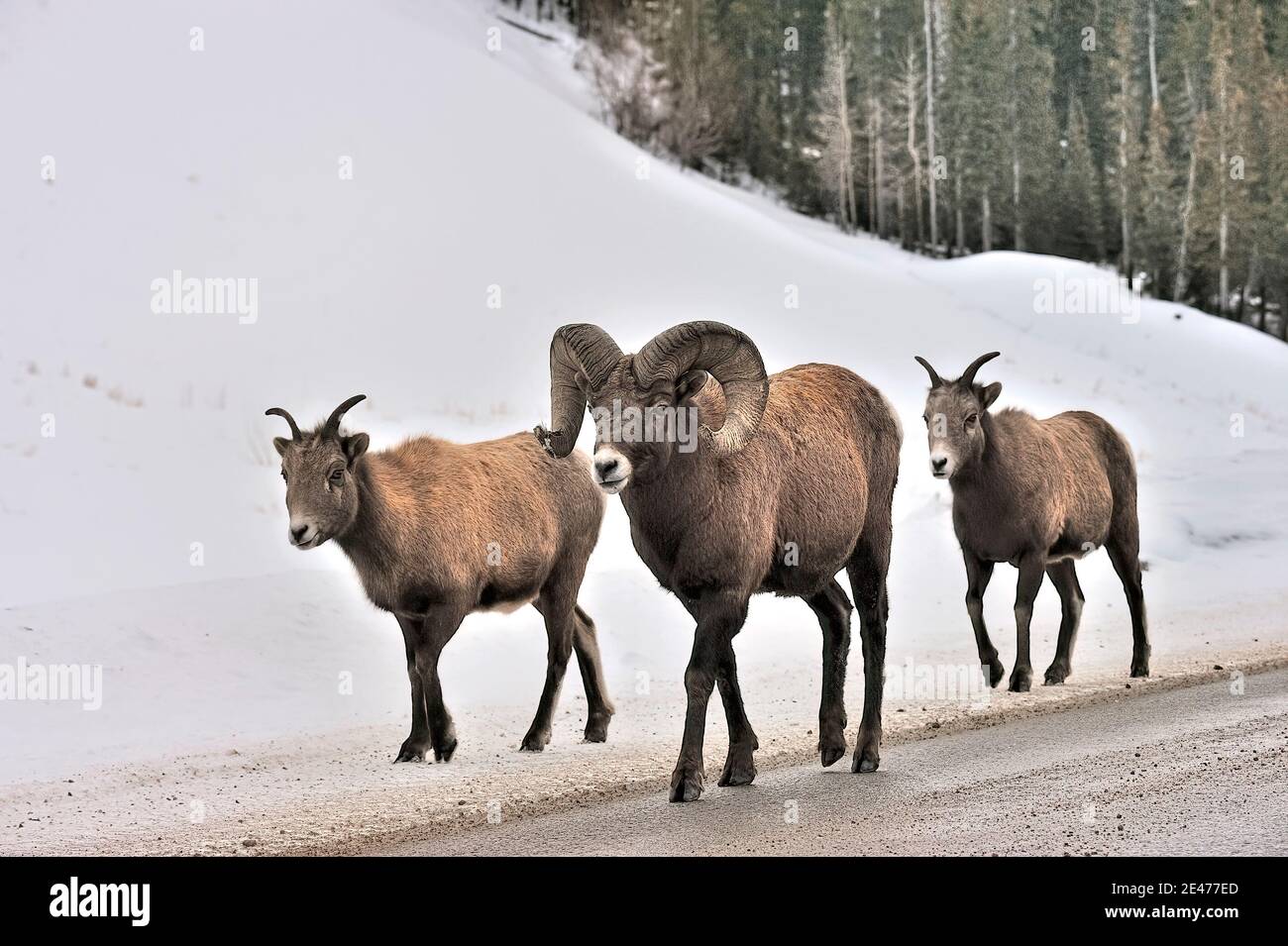 Three wild Bighorn sheep 'Ovis canadensis', walking along the side of the road in rural Alberta Canada Stock Photo