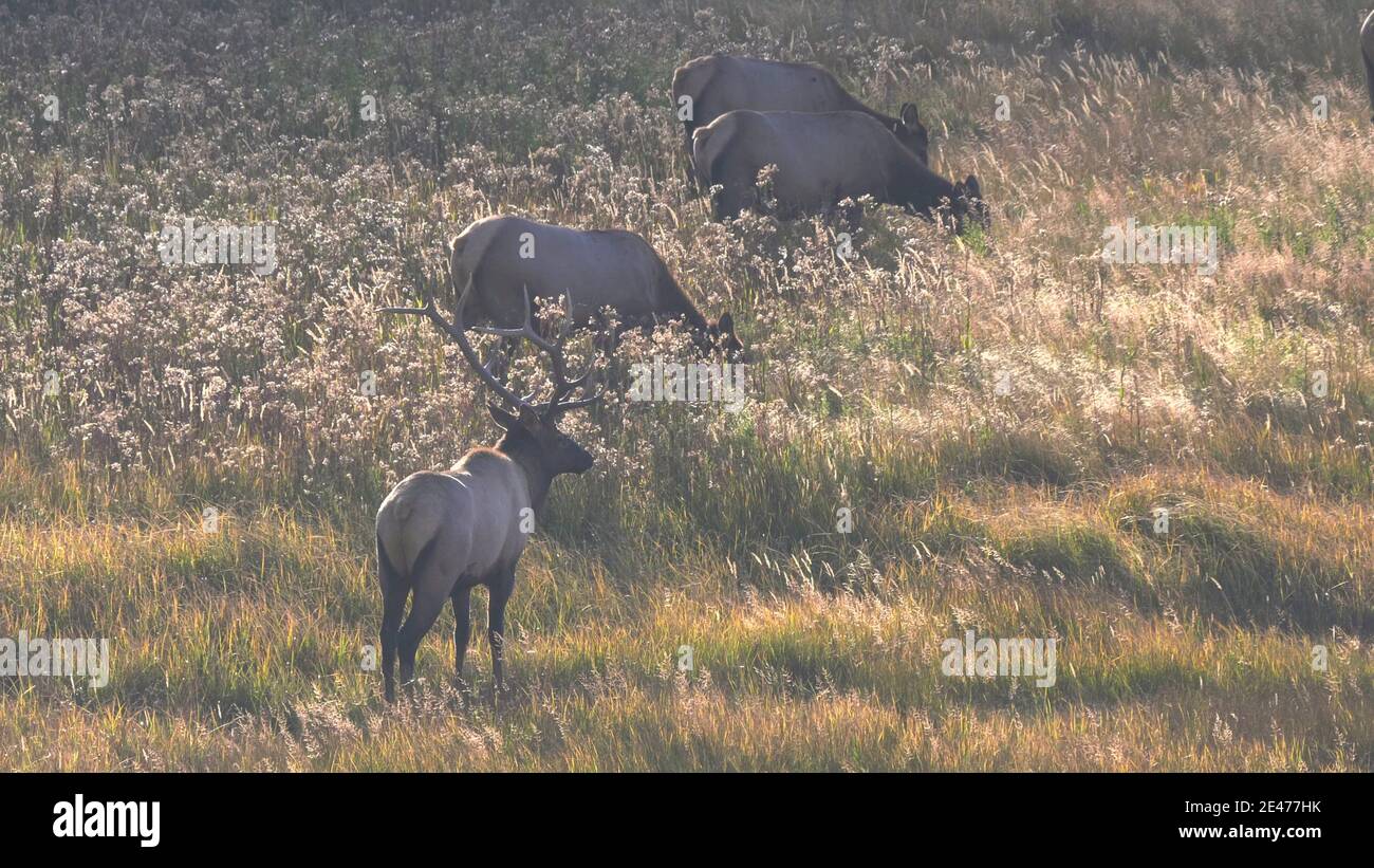 Rutting bull in herd cows hi-res stock photography and images - Alamy