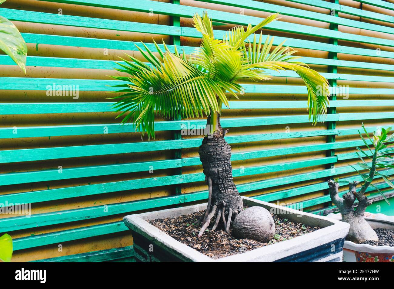 Bonsai coconut palm tree for home decoration Stock Photo Alamy