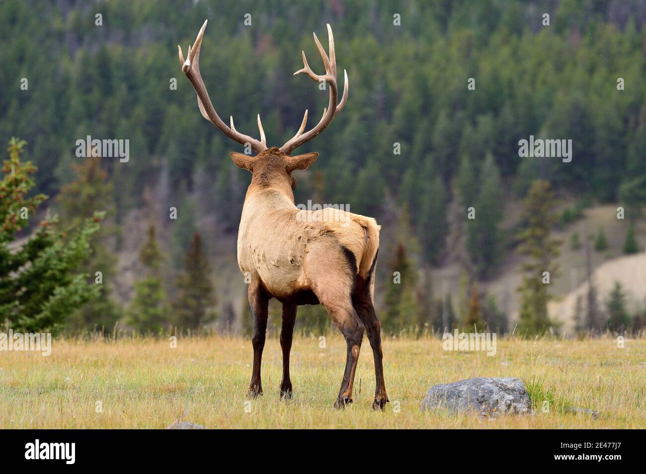 A rear view of a big bull elk 'Cervus elaphus', listening to another bull calling from down in the valley in Jasper National Park in Alberta Canada. Stock Photo