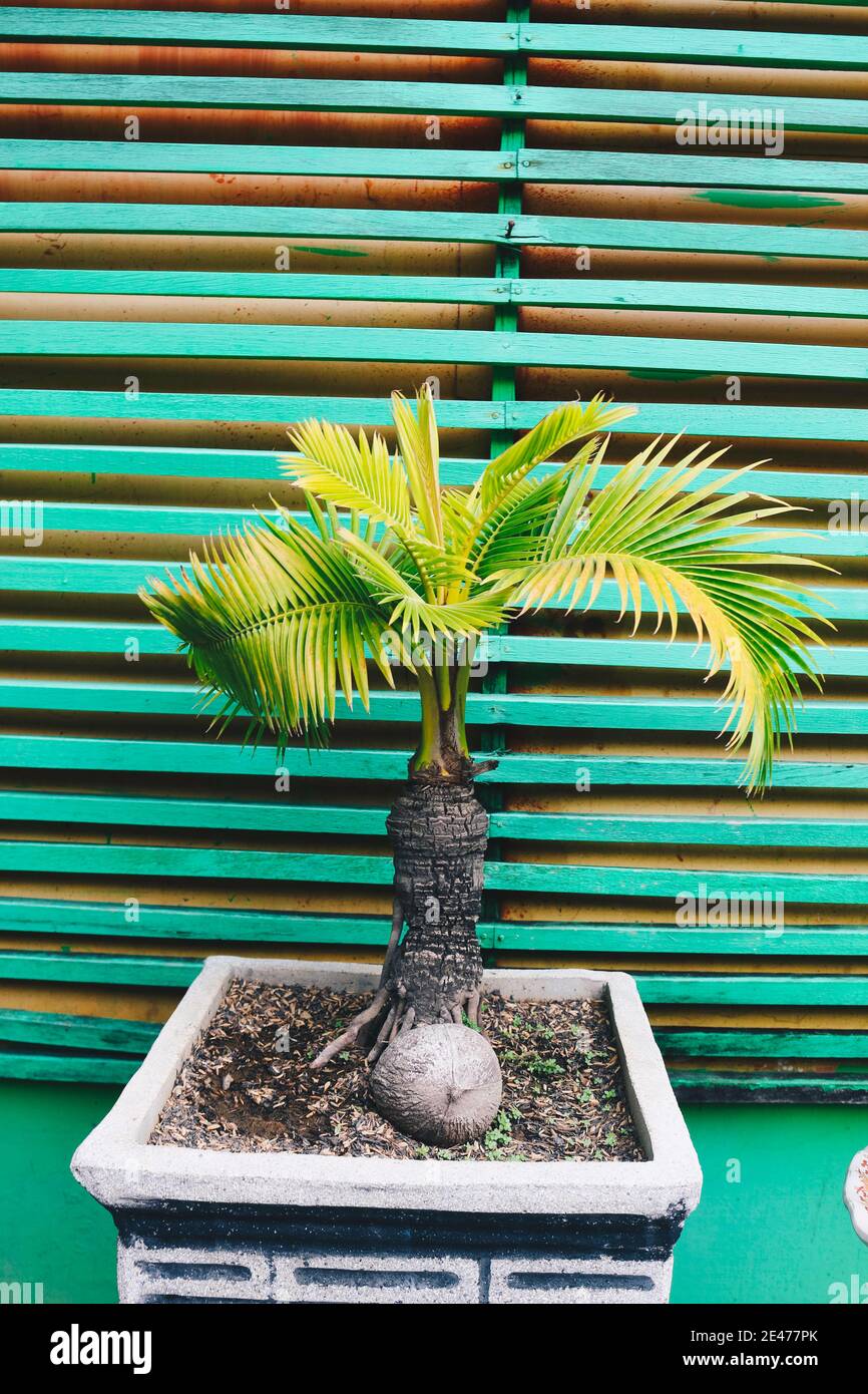 Bonsai coconut palm tree for home decoration Stock Photo - Alamy