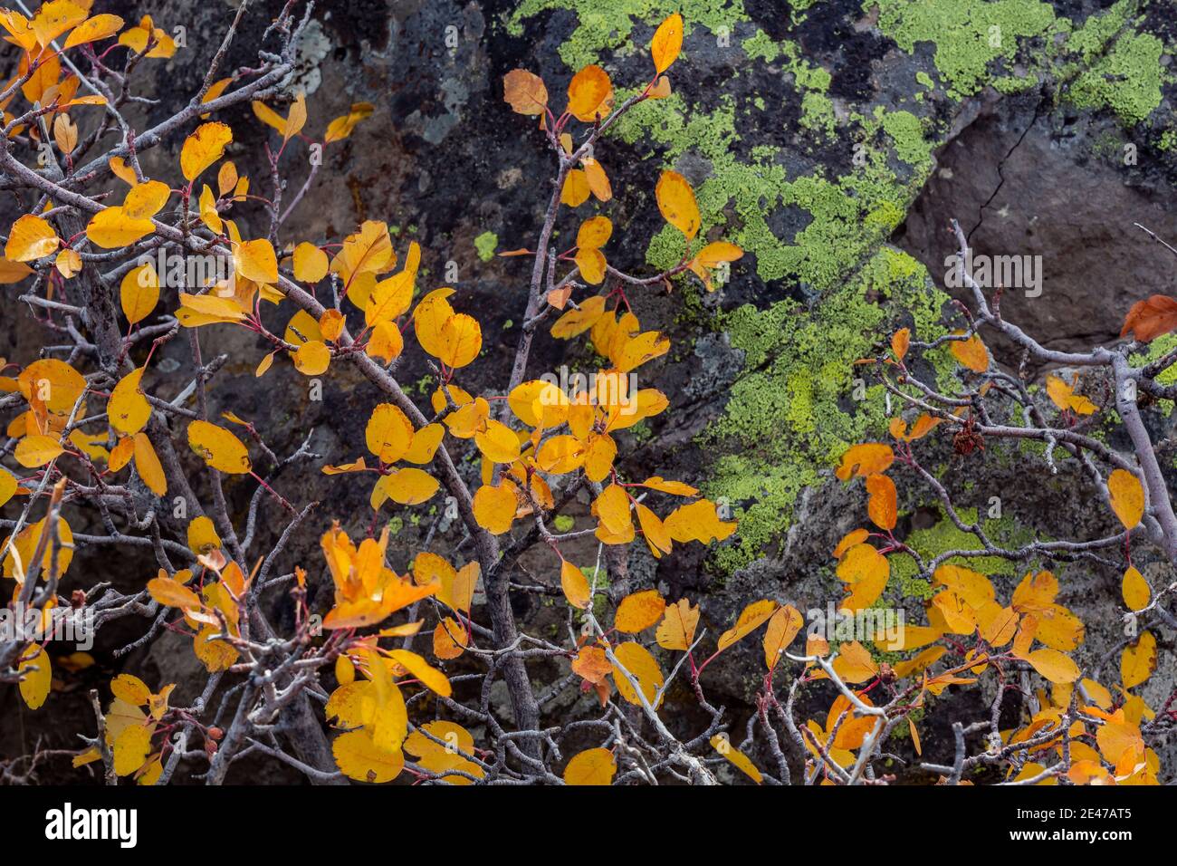 Serviceberry, Amelanchier spp., leaves in autumn color at Steens ...