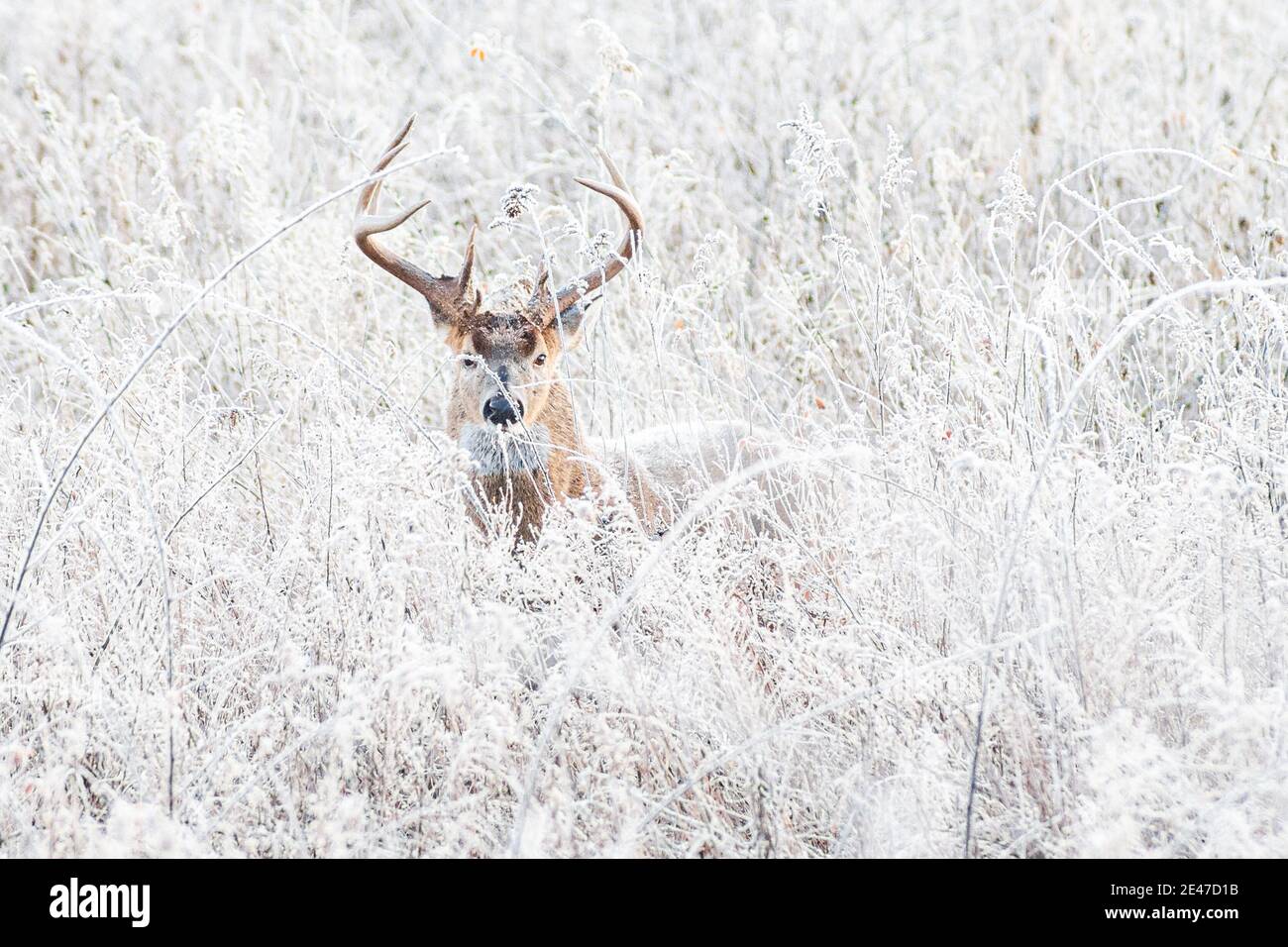 Whitetail Buck Deer in Frosted Weeds Stock Photo