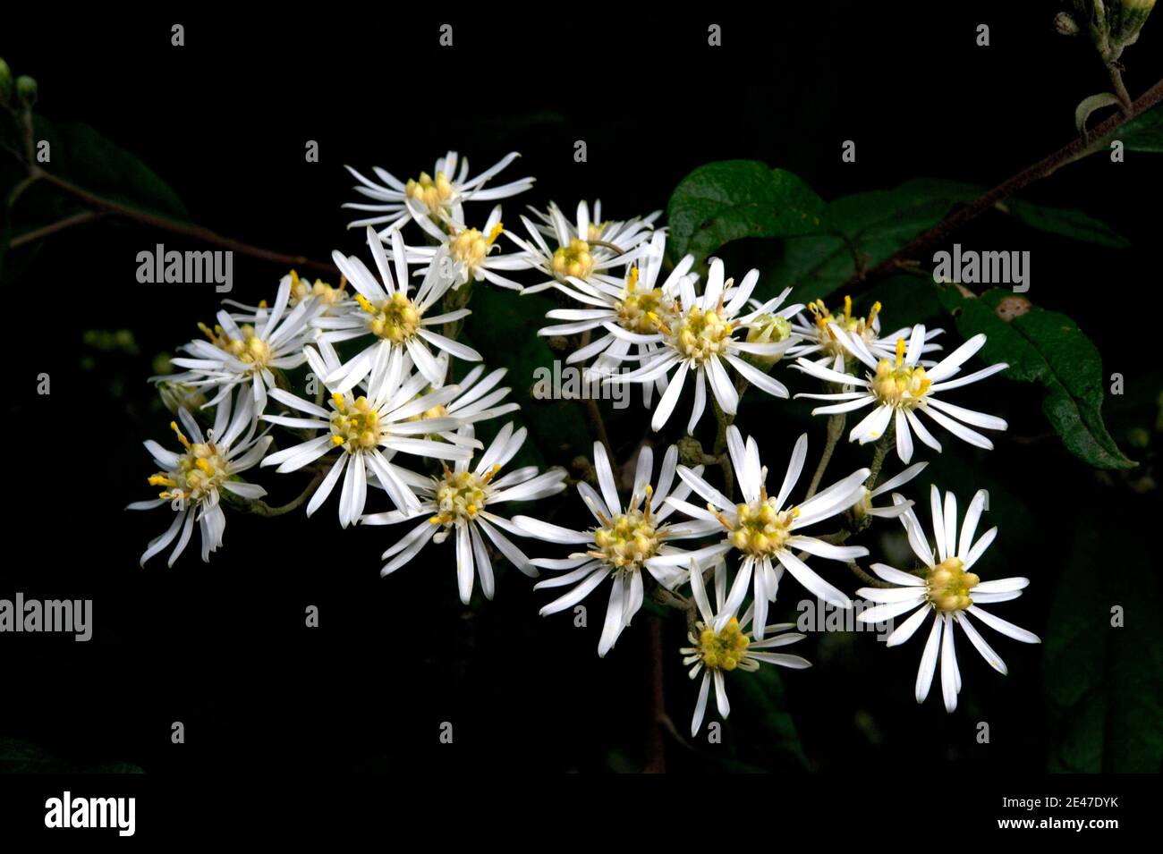 Daisies are usually small plants, growing in your lawn - these Sticky Daisy Bushes (Olearia Lirata) are quite big - and very showy when in flower! Stock Photo