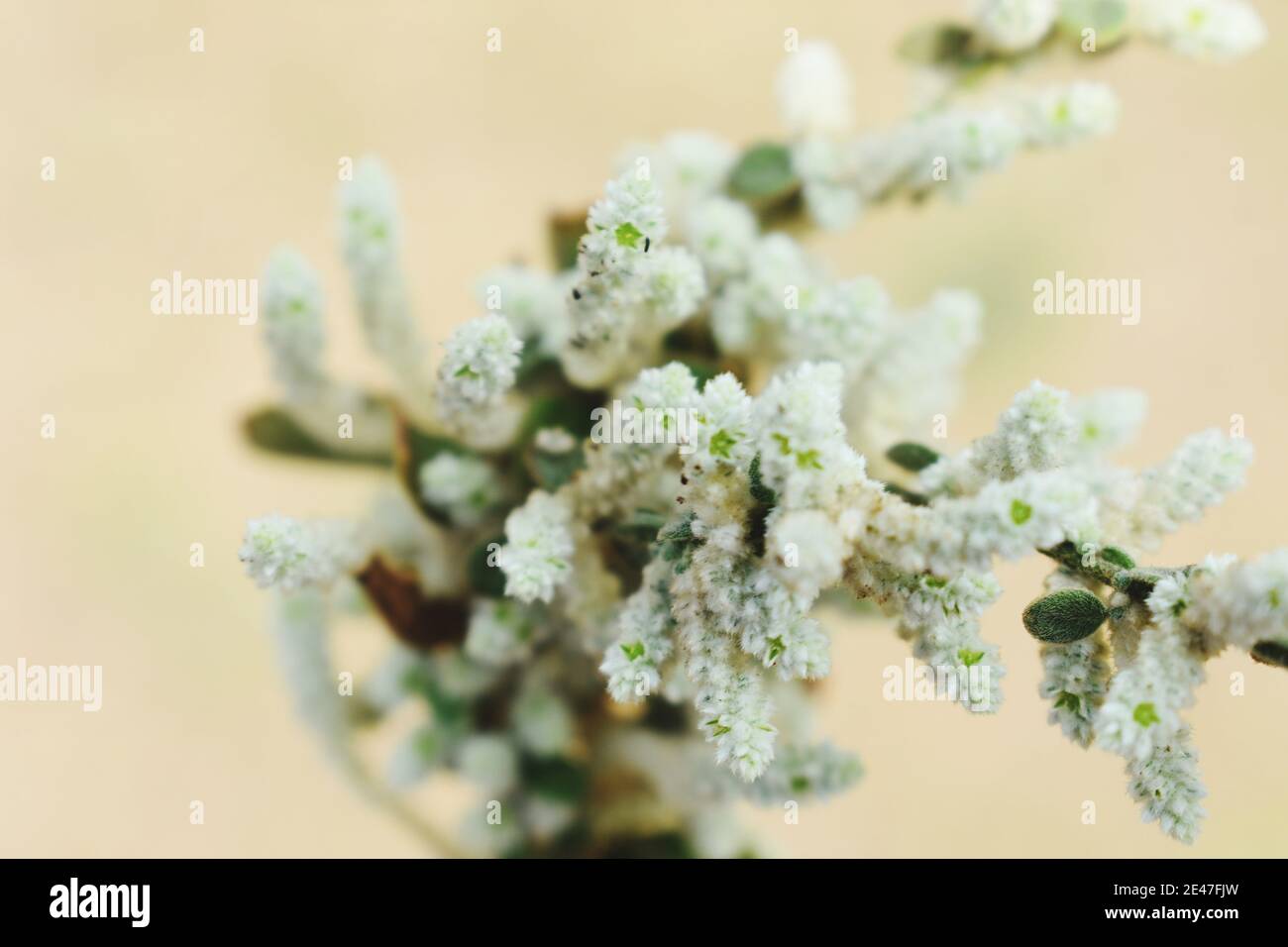 Selective focus closeup of a mountain knotgrass Stock Photo