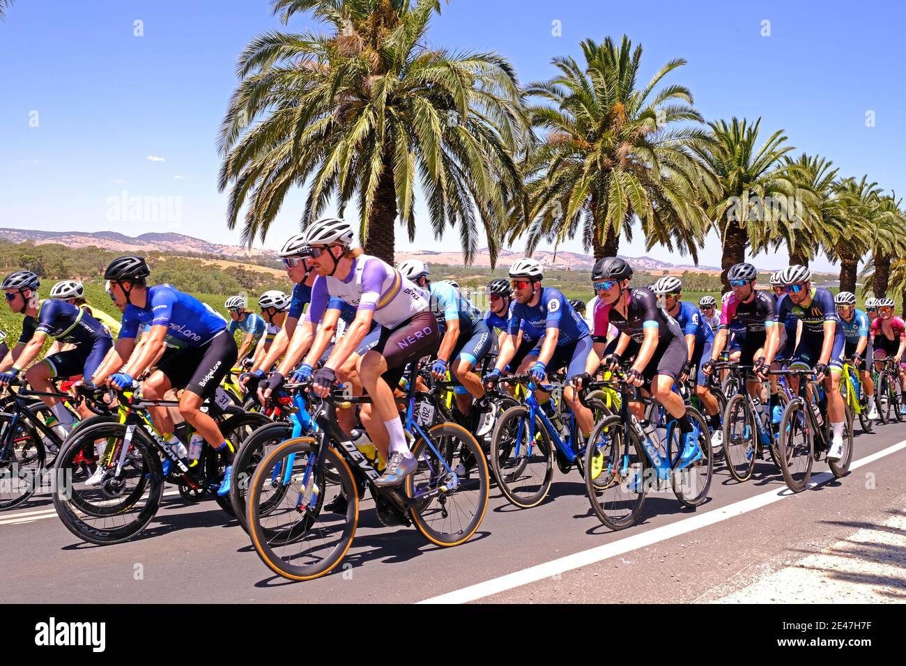 Riders competing in stage one of the Festival of Cycling in the Barossa Valley in Australia Stock Photo