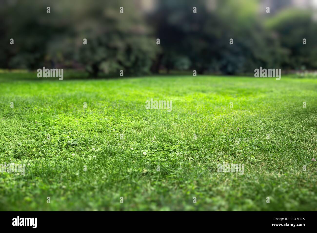 Background with fresh green lawn. Selective focus. Stock Photo