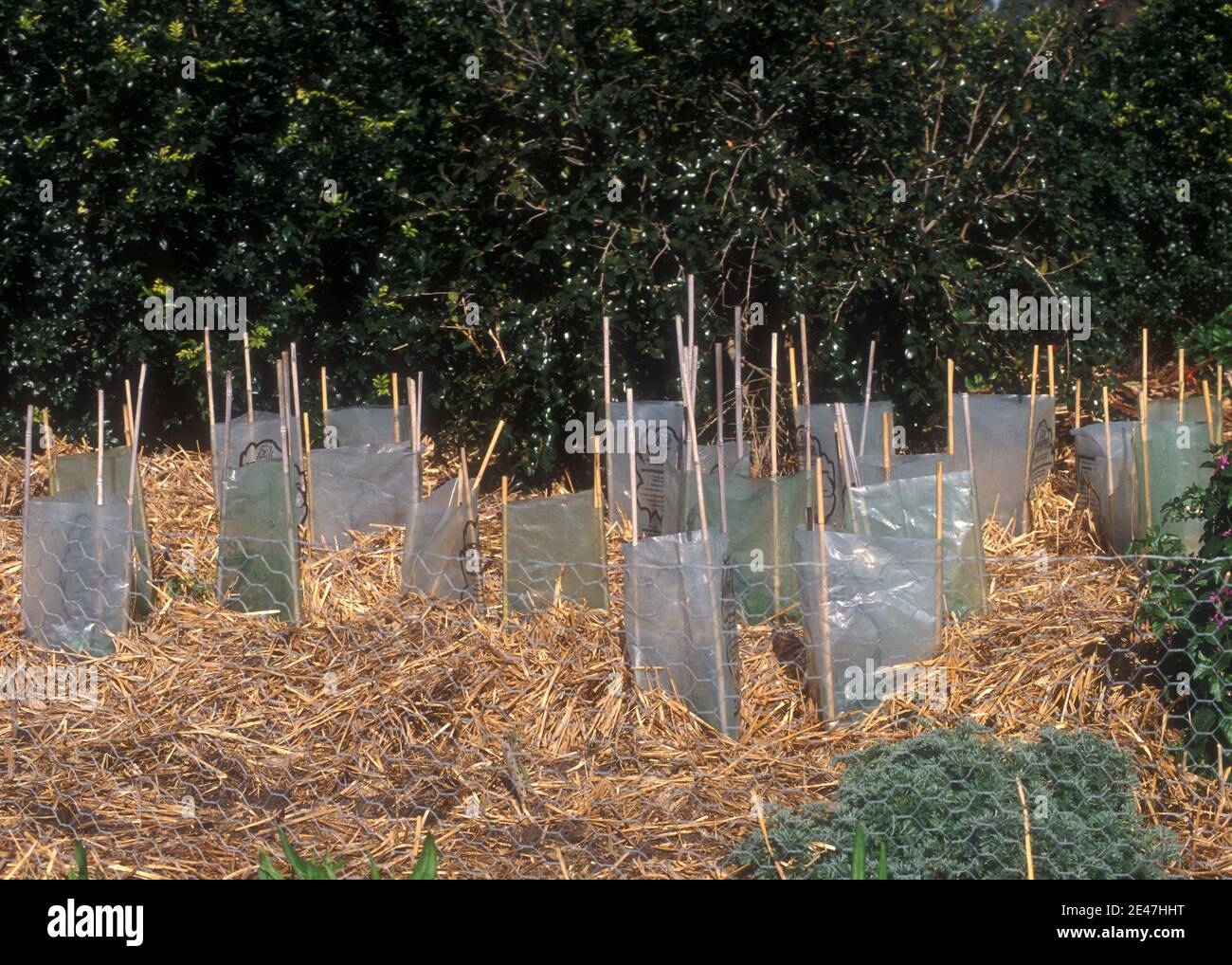 TREE AND PLANT PROTECTORS PROVIDE PROTECTION FROM RABBITS, BIRDS