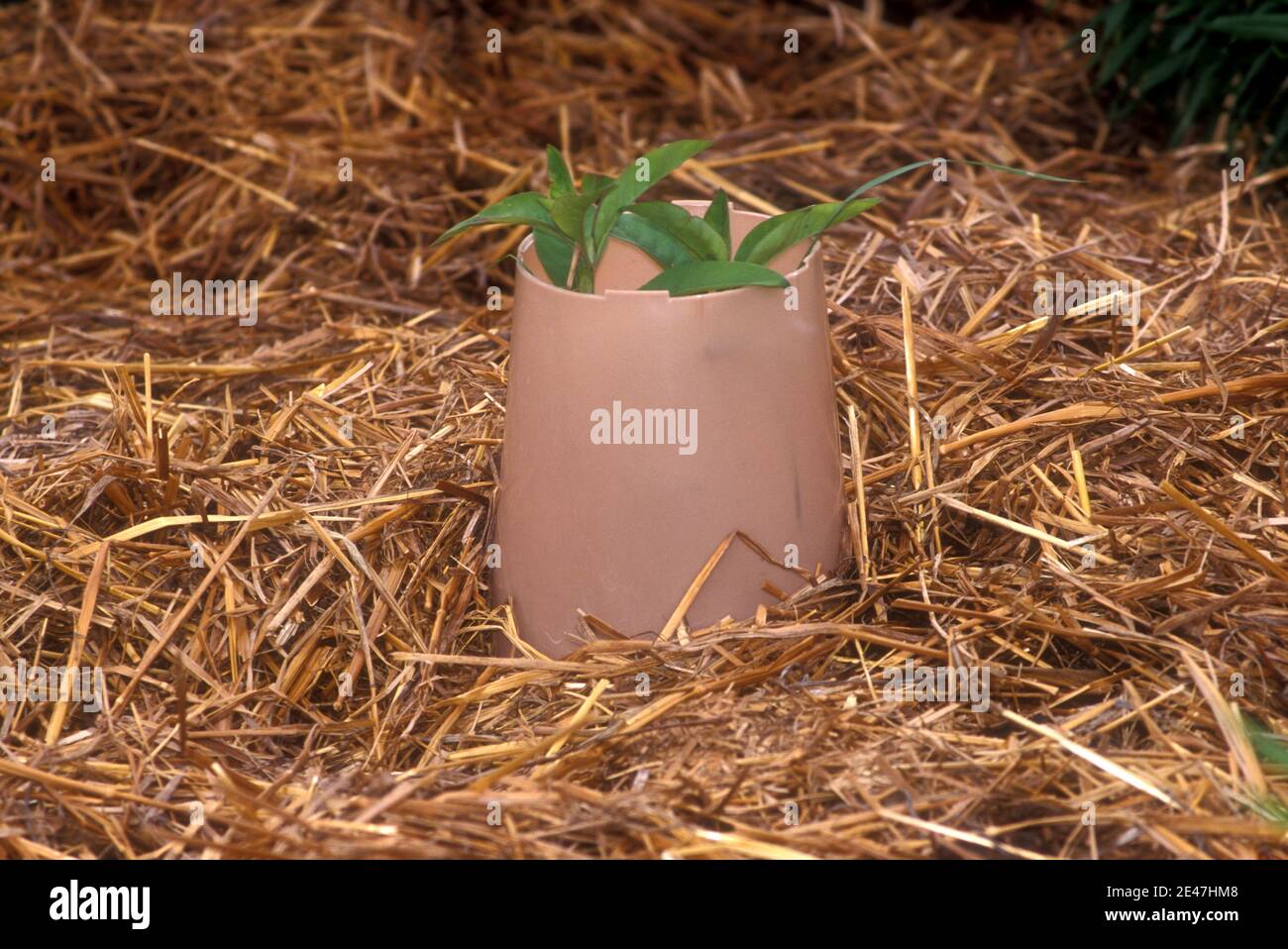 Rabbit Plant Protectors From Animals / How To Protect Your Vegetable