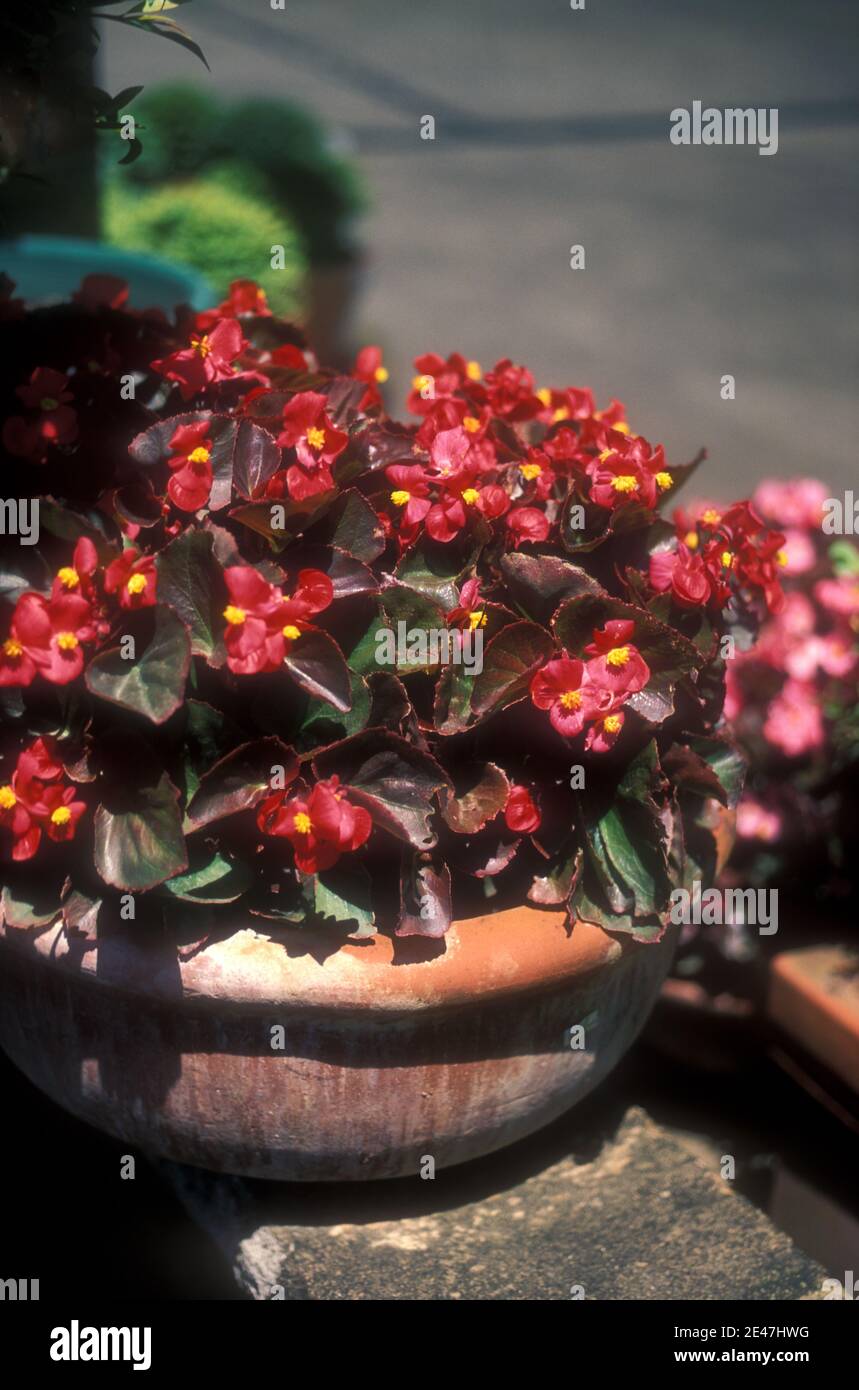 Bedding begonia hires stock photography and images Alamy