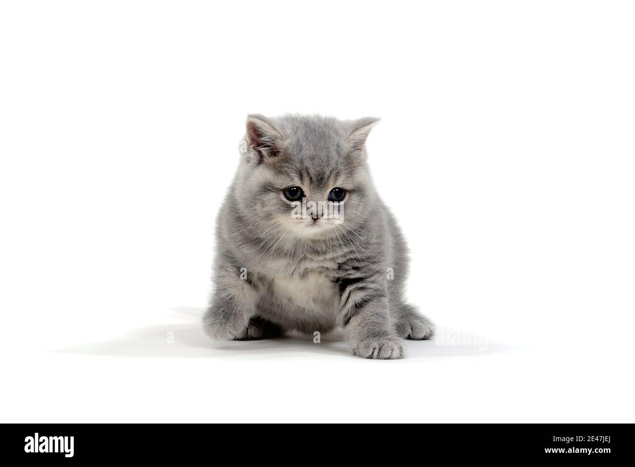 Purebred kitten on a white background Stock Photo
